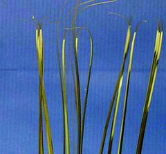 Pick Onion Spray - Gold Grass